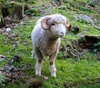 Some wonderful Staglands wildlife.
