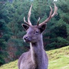 Some wonderful Staglands wildlife.