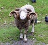 Some wonderful Staglands wildlife.