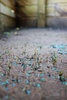 8 days after chucking the grass seed down on our backyard, these tiny suckers have appeared! (Not to mention the odd weed ..). Much relief in the Tang household.