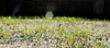 The new babies - day 10.