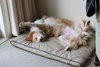 A sleepy Mr Stinkle after a day spent annoying the deck builders.