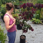 Looking at trees at the Taupo Native Nursery