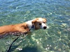 Even Lyon had a swim