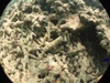 Some dead coral and a blue fish
