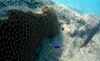 Slug thing and another blue fish