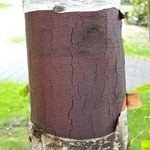 Interesting new bark