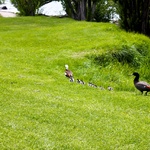 12 baby ducklings!