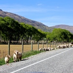 We passed a group of marino sheep! Freshly shaun to make our icebreaker tops.