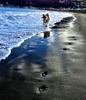 Took Lyon on an afternoon stroll at Lyall Bay for the first time. Lovely dog beach full of an assortment of breeds. Must go again.