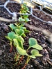 The seedlings have sprouted. Radishes and Carrots, Basil and Coriander. Exciting!