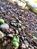 The seedlings have sprouted. Radishes and Carrots, Basil and Coriander. Exciting!
