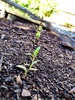 The seedlings have sprouted. Radishes and Carrots, Basil and Coriander. Exciting!