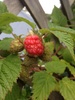 Geeze the nights have been hot! 22 degrees in Olives room most evenings. So naturally you start thinking things should be growing in the garden. My first raspberry! So proud take that $6 pun nets at the supermarket. Apples are plentiful too, might need to clip off a few! Tag: garden