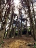Took a little family bush walk up the back of Karori park. It's nice to have these places so close to home.