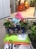 Another speed purchase at mitre 10 with mama's Christmas present! Picked up a baby olive at a bargin price too.