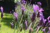 Just enjoying another blue and sunny day on our grass. sigh….