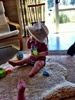 Morning in peka peka. Olive hanging with her boys.