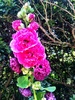 A spot of garden spotting in waikanae.