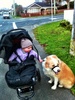 This week Olive has taken it upon herself to order Lyon around. Out! Bed! And while walking him sit!