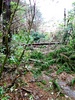 Some of the storm damage to our dog walk. A row of massive pines toppled.