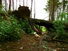 Some of the storm damage to our dog walk. A row of massive pines toppled.