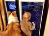 Waiting for Grandad to return with dinner.