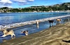 Beautiful morning for a stroll along Lyall bay with Lyon and Myah, who is staying for a few weeks.