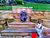 King of the castle and lyon is a dirty rascal! New kiddy gate.