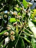 I checked out our grafted apple tree and she had plenty of flowers -yay! We have had her nearly a year, must feed her for fruit! As for my raspberry, I thought they lived in 2 year cycles so she surprised me with lots of new growth.