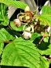 I checked out our grafted apple tree and she had plenty of flowers -yay! We have had her nearly a year, must feed her for fruit! As for my raspberry, I thought they lived in 2 year cycles so she surprised me with lots of new growth.