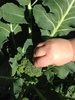 Broc broc! It has finally got heads! Baby broc as olive explained to me.