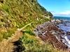 A rather windy walk around makara to let Lyon run wild in the tussocks to get sticks.