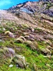 A rather windy walk around makara to let Lyon run wild in the tussocks to get sticks.