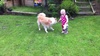 This has been happening more and more lately. Olive wanting to play games like 'chase' around the coffee table 'horse' ride on mummy's back (not a popular choice by mummy) and 'ball' with 'eyon' (it has taken Olive a very long time to use Lyon's name) We can see how much fun these two are going to have. Just need to work on Lyon listening to Olive!