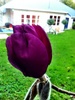 Finally my gorgeous magnolia flower has arrived!
