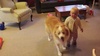 Olive chases Lyon for a change!
