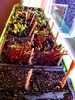 Day 9 and we have tomatoes popping through. Radish was first followed by beet root and then cucumber.