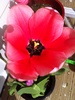One pot of tulips flowering, the other two a wee way off!