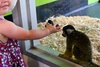 Olive liked the monkeys