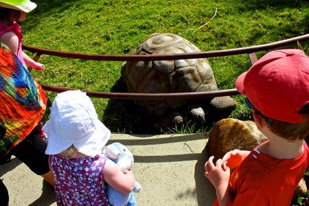 Big Tortoise, Olive did not want to touch it