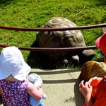 Big Tortoise, Olive did not want to touch it