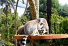 Amazing Monkey enclosure 