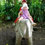 Elephant ride