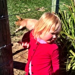 Piggies at Flat Hills cafe