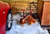 Our neighbours 7 houses down have take free range chickens to the extreme.