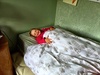 Olive's new bed is here! Room for the whole family.