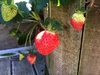 A few of these should be ready to eat in a day or so! Surprised that the birds haven't got to them yet - perhaps it's because Lyon scared them off.