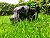 Hilda didn't do a very good job of keeping the lawn short while we were away.