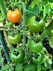 The tomatoes are finally changing colour! Soon we will be inundated by juicy morsels. Baby chillies and beans have arrived too!